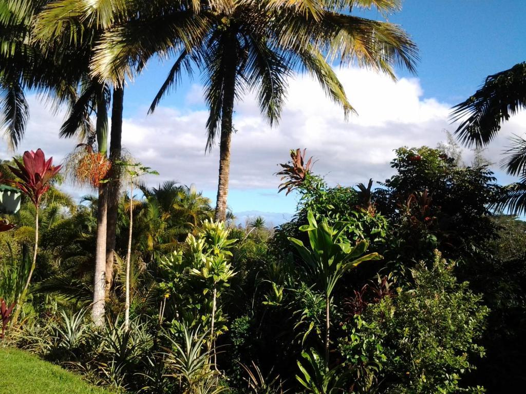 Lava Tree Tropic Inn Pahoa Екстер'єр фото